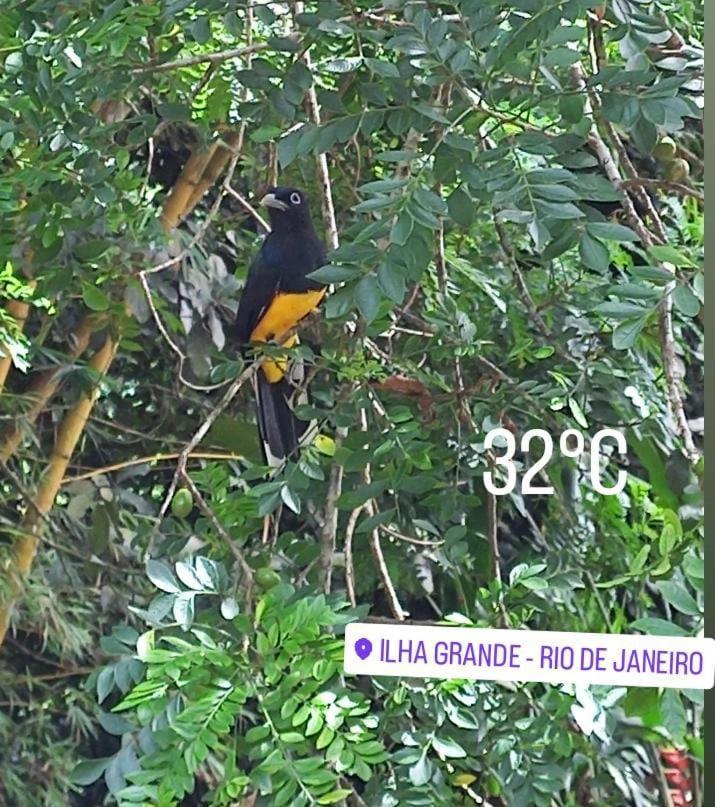 Bangalo Na Acqua Jungle Lodge Abraão Eksteriør billede